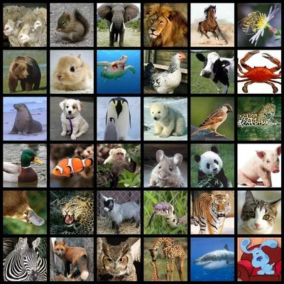 Animals of the world